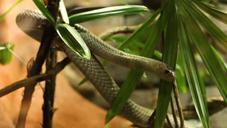jameson mamba serpiente moviéndose a través del follaje
