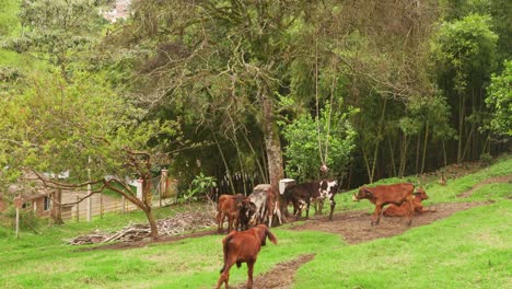 las vacas utilizadas para la industria de productos lácteos biológicos están pastando hierba en un césped verde de una granja rural