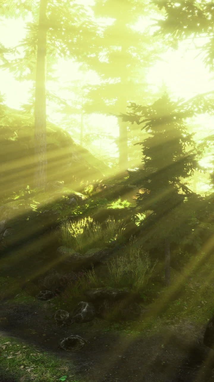 조용한 숲 속 의 울창 한 나무 들 을 통해 빛 이 필터링 된다