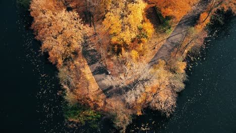 aerial forest in amazing autumn shades with road hiding under treetops