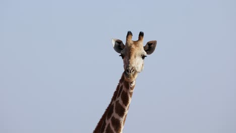 Jirafa-Angoleña-Mirando-En-Llanuras-Africanas-En-Namibia,-Retrato-De-Primer-Plano