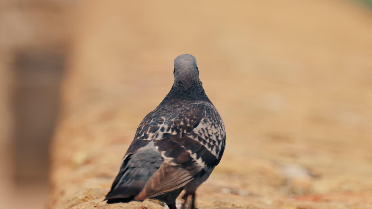 Close up of a pigeon sitting at the beach