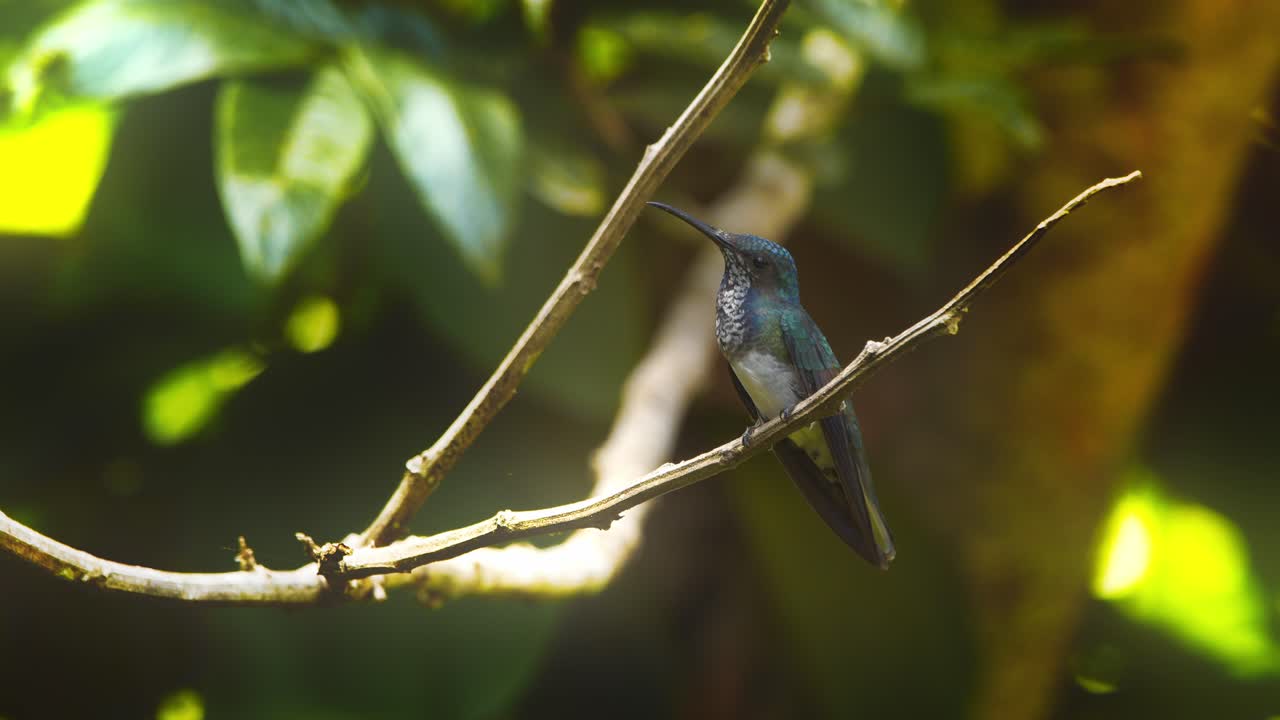 un colibrí iridiscente de muchos puntos posado en una rama en la selva tropical peruana mirando a su alrededor
