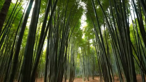 paisaje de bosque de bambú