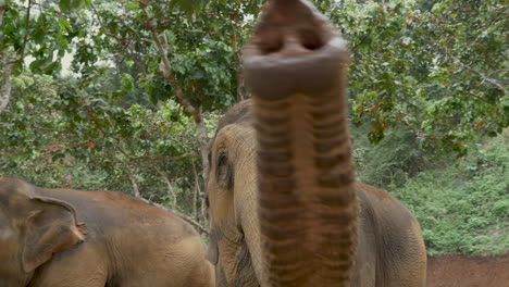 Increíble-Elefante-Indio-Interactuando-Y-Alcanzando-Una-Mano-En-Cámara-Lenta