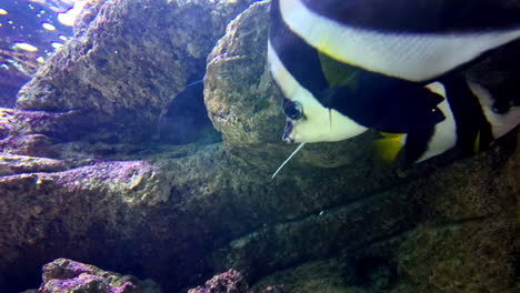 pennant coral fish swimming underwater in aquarium