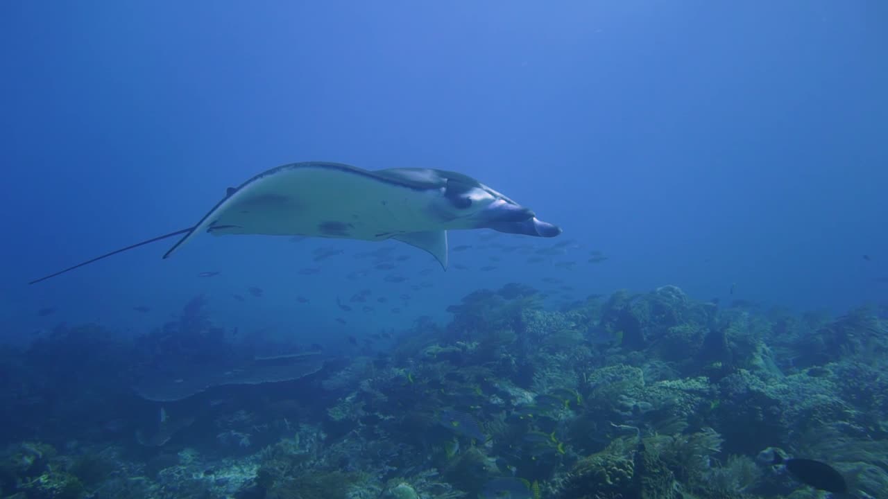 코모도의 카메라 옆에서 우아하게 헤엄치는 아름다운 만타레이