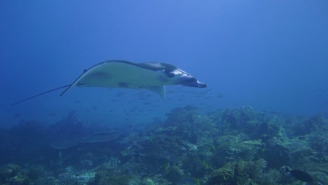 una hermosa mantarraya nada con gracia junto a la cámara en komodo