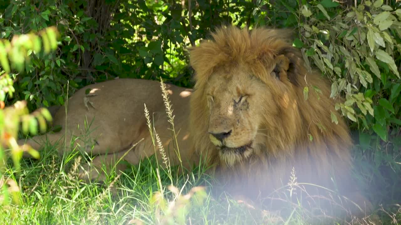 león macho durmiendo bajo el arbusto a la sombra