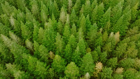 45 degree drone shot, moving forward, of pine trees, seen from above