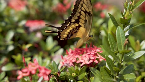 mariposa de cola de golondrina en una flor de geranio de la selva durante la polinización