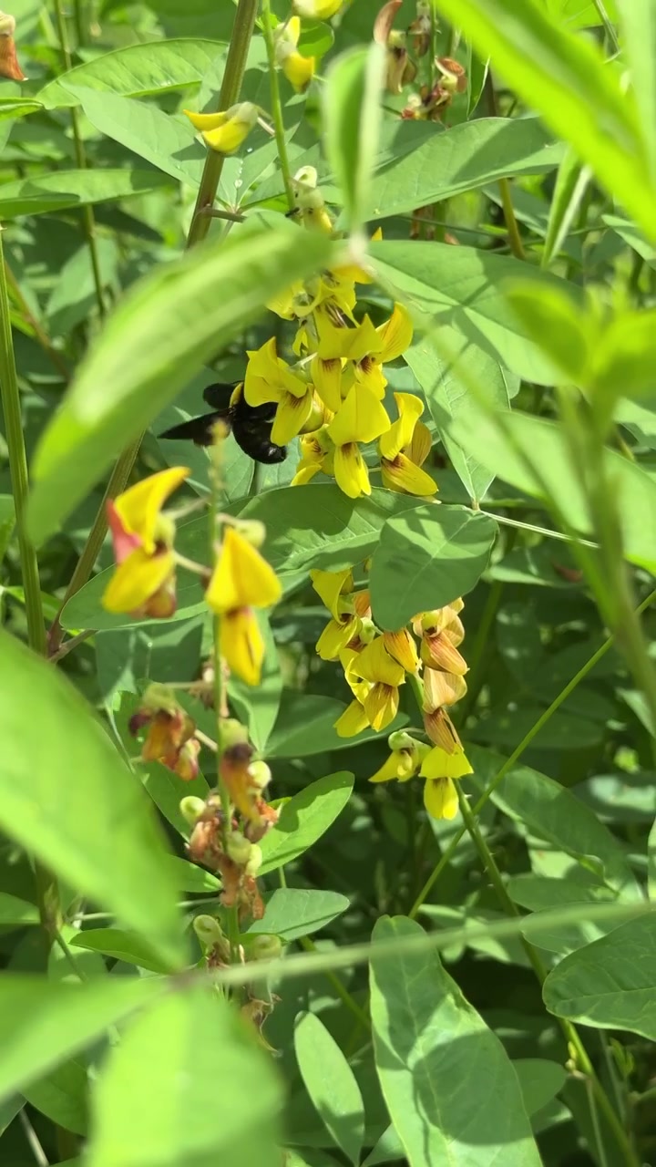Close-up of a Bumblebee Pollinating Yellow Flowers