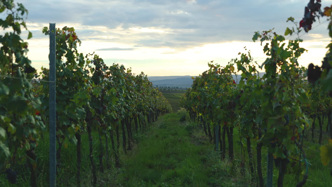 una vista de una granja y un campo donde se cultivan uvas al atardecer una vista de las largas líneas rectas de la región de uva fresca de la república checa de moravia del sur capturada en 4k 60fps