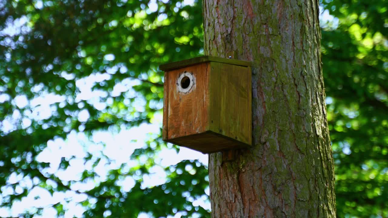 pássaro voa em uma caixa de mamas em uma árvore na natureza e traz comida para os filhotes