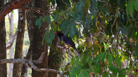 Red-billed-Blue-Magpie,-Urocissa-erythroryncha,-found-under-a-foliage-of-leaves-in-the-forest-during-a-windy-afternoon,-another-one-jumps-down-to-join-in,-Huai-Kha-Kaeng-Wildlife-Sanctuary,-Thailand