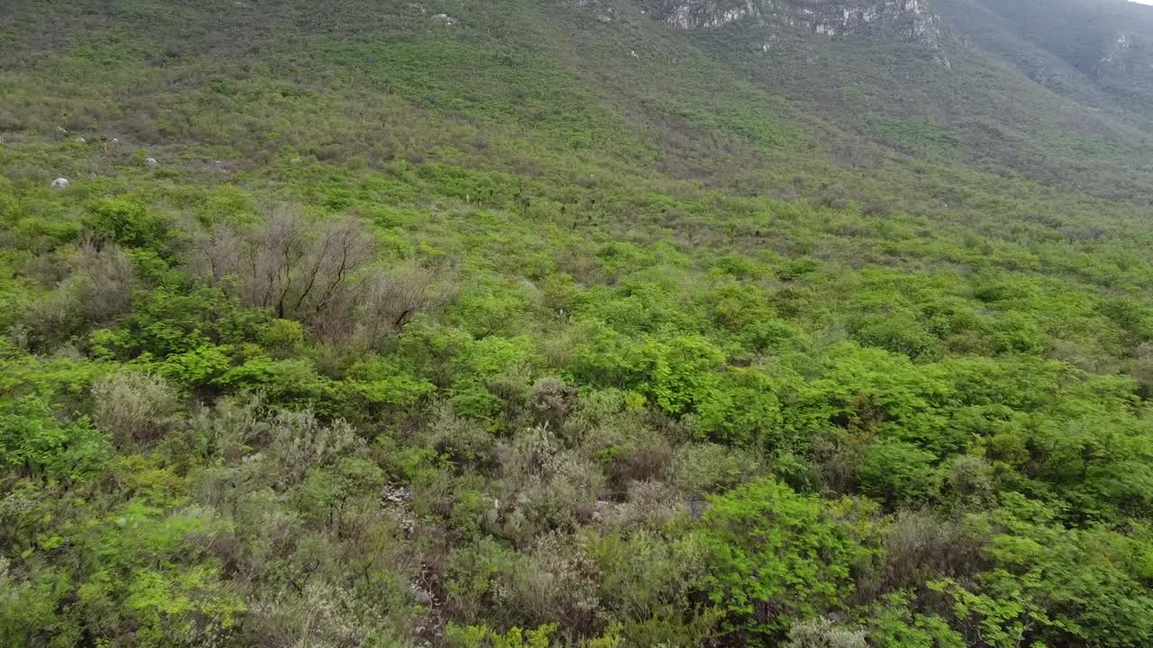 árboles y cactus que se muestran en medio de una montaña