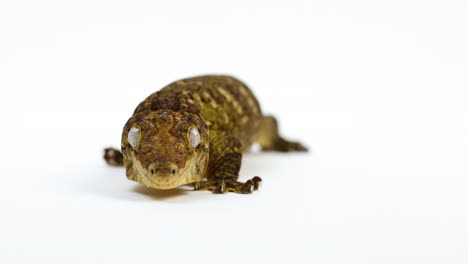 tokay gecko walks towards camera isolated on white background - medium shot