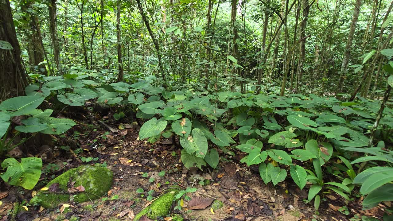 Lush green undergrowth, large leaves, and mossy rocks cover the humid forest floor, offering a detailed view of the tropical environment near Kota Kinabalu, Malaysia