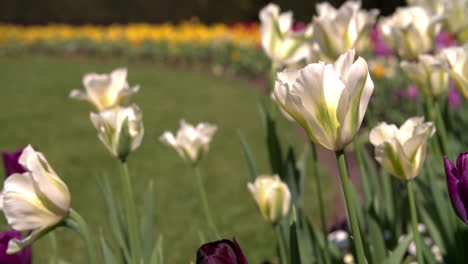 close up of open tulips in a london park in spring