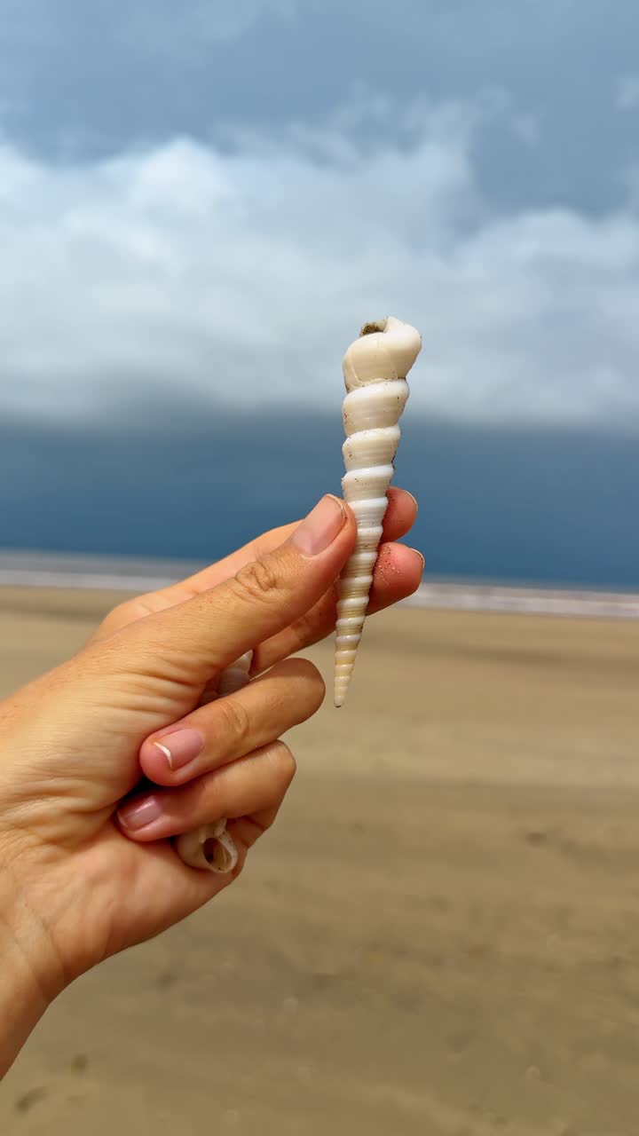 Hand holding spiral auger seashell on sandy beach background. Human hand holding a long white spiral seashell vertically with a blurred beach and ocean background