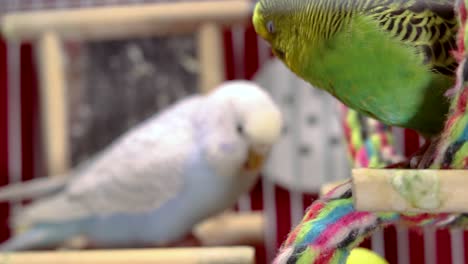 the curious green budgie is just resting on its toy swing observing the other budgies