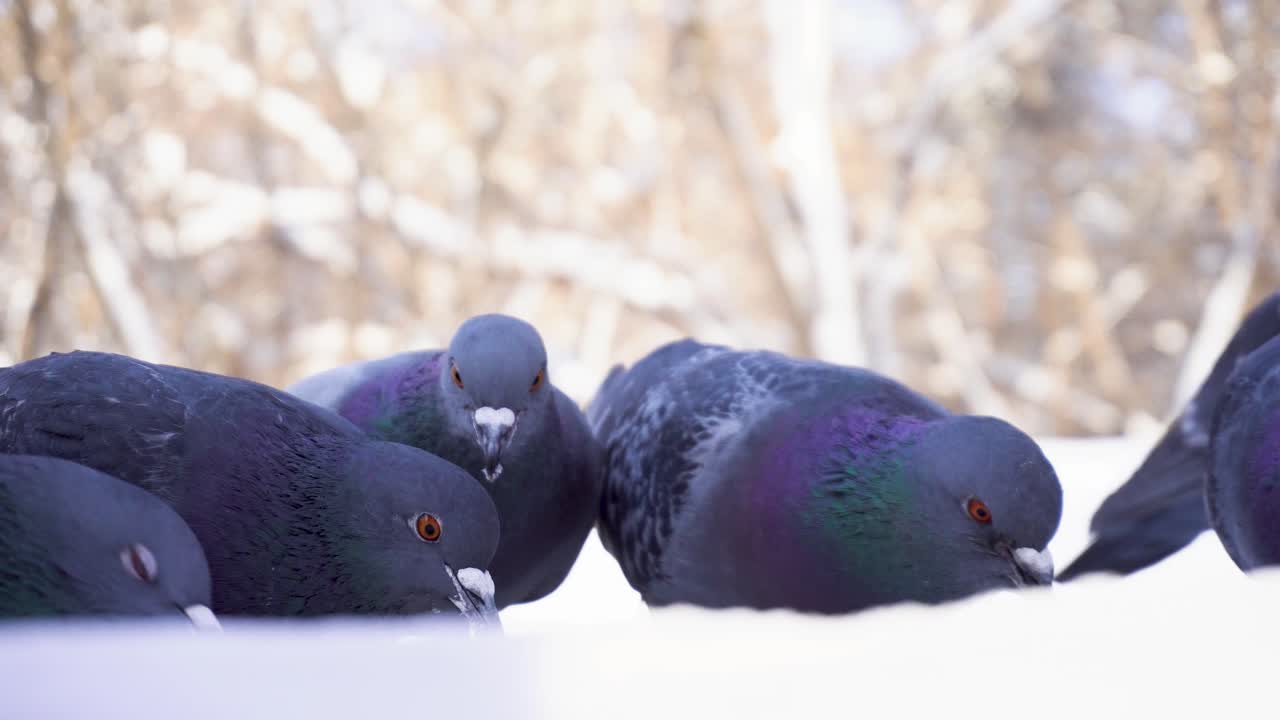 눈 속의 비둘기