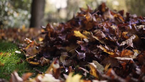 big pile of leaves with a person raking more onto it in fall or autumn