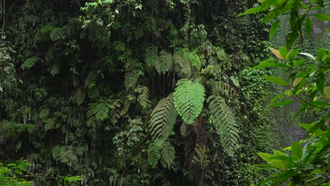 majestic dense tropical plant life thriving beside the light cascade of nungnung waterfall in bali.