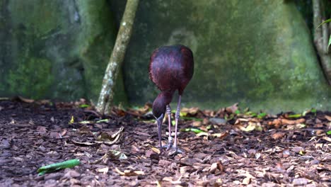 ibis brillante, plegadis falcinellus ocupado forrajeando en el suelo del bosque, comiendo con su pico largo y caminando lentamente, primer plano de una especie de ave silvestre nativa australiana