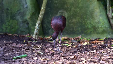 plegadis falcinellus 在森林中忙碌地寻找食物,用长嘴巴吃食物,然后慢慢走开这是一只澳大利亚原住民野生鸟类的近距离拍摄