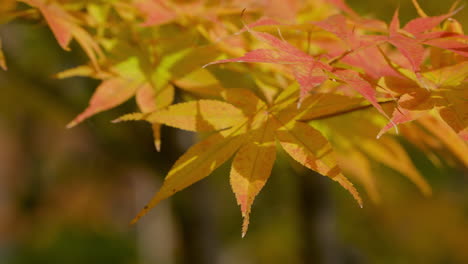 red acer palmatum leaves turning into yellow during hot sunny day of autumn season