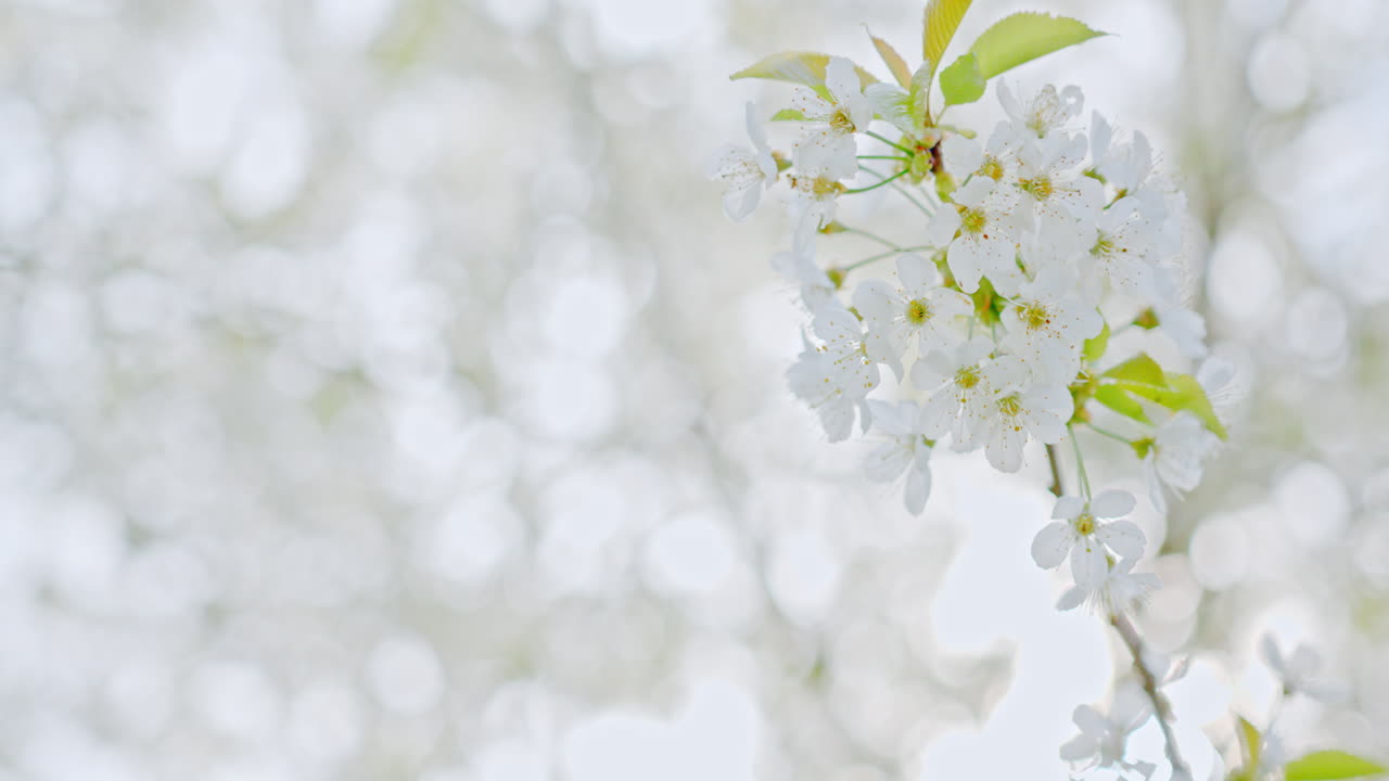 крупный план ветки яблони с цветами и красивыми белыми лепестками - снято в 4k slowmotion