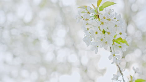 Closeup-of-a-apple-tree-branch-with-blossoms-and-beautiful-white-petals-–-filmed-in-4k-slowmotion