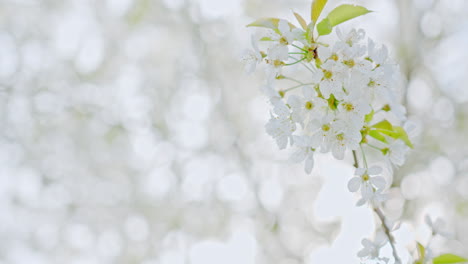 closeup of a apple tree branch with blossoms and beautiful white petals – filmed in 4k slowmotion