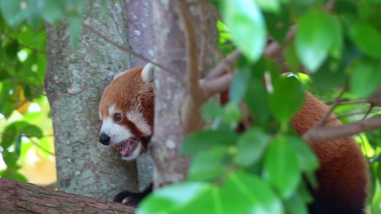 Červená panda (Ailurus fulgens) se čistí olizováním tlapky a pomalu šplhá po kmeni stromu, detailní záběr