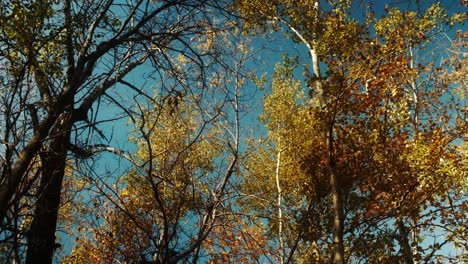 Árboles-De-Otoño-Con-Hojas-Doradas-Contra-El-Cielo.