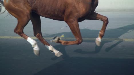 a bay horse running on the public road, side close view of four legs of the horse and a bit of his tail