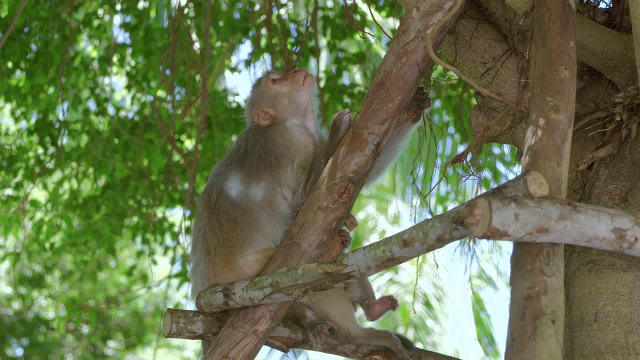 mono dorado cuidando a su cría en un árbol en la ciudad de danang, en la península khi son tra de vietnam
