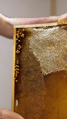 electric knife in the beekeeper's hand cuts off the upper part of honeycombs. honey cells being opened for easier product harvesting. close up. vertical video