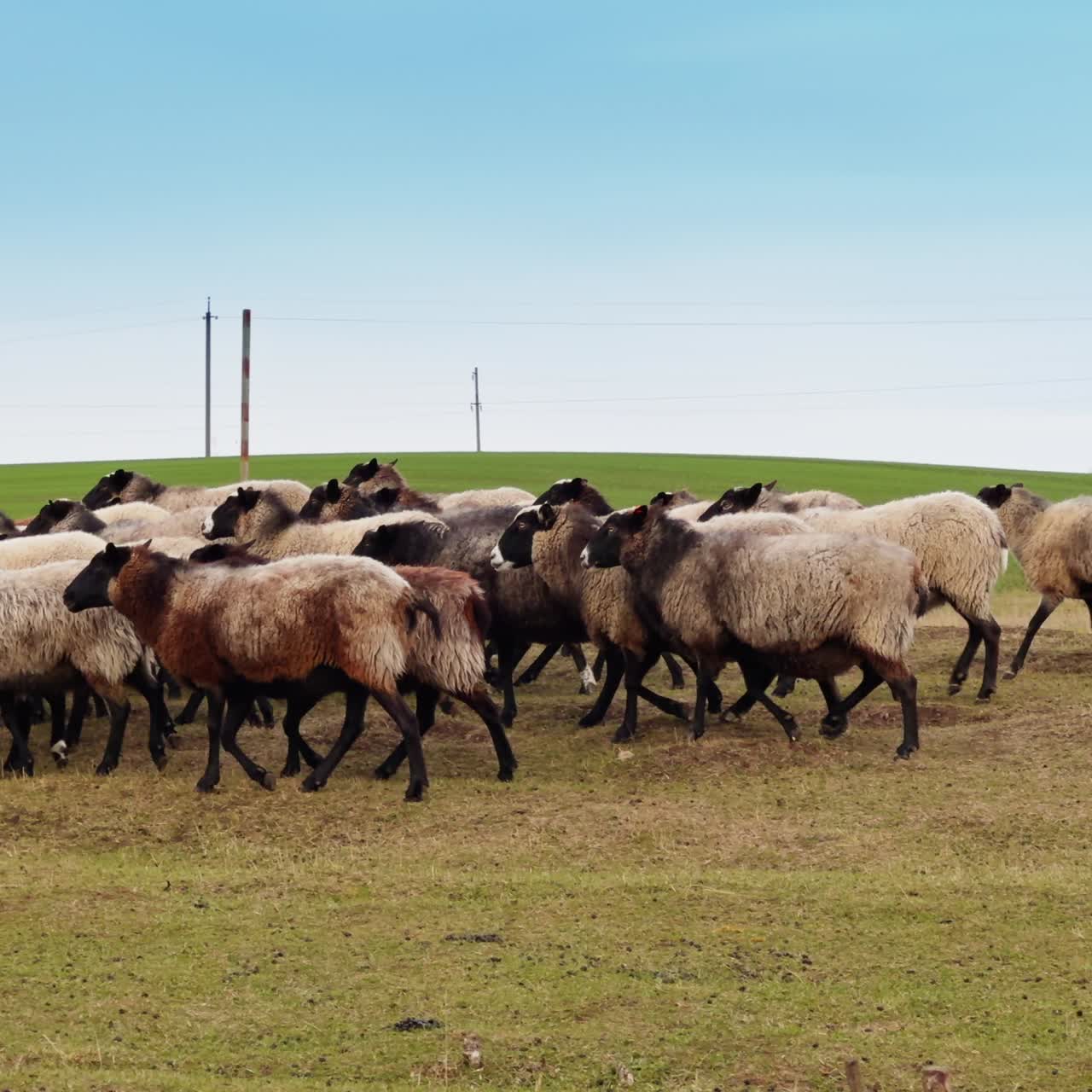 Pecore con zampe e muso neri che camminano per il prato. Pecore grasse al pascolo in autunno