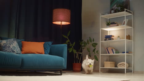 white westie dog playing in a cozy living room
