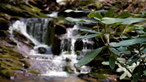 la cascada fluye en cámara lenta con el rododendro en primer plano disparado a 180 fotogramas por segundo