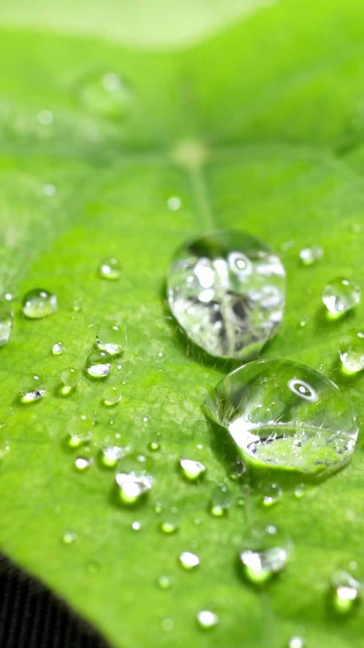 Macro footage of water droplets hitting a green leaf in slow motion