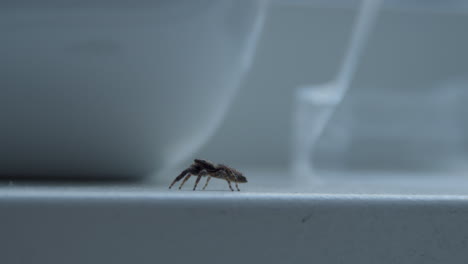 pequeña araña arrastrándose en el alféizar de la ventana blanca