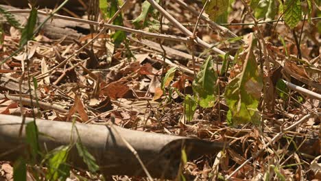 Lagarto-Mariposa-De-Ojos,-Leiolepis-Ocellata,-Santuario-De-Vida-Silvestre-Huai-Kha-Kaeng,-Tailandia