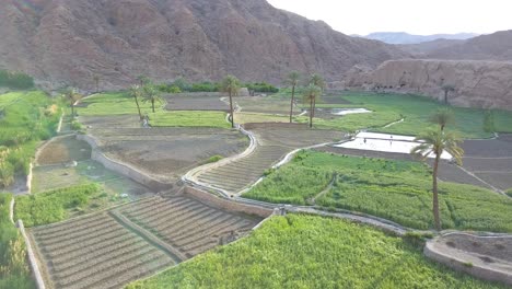 campos de arroz entre montañas y palmeras