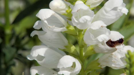 A-close-up-macro-shot-of-a-honey-bee-collecting-nectar-on-white-Clethraceae-flowers