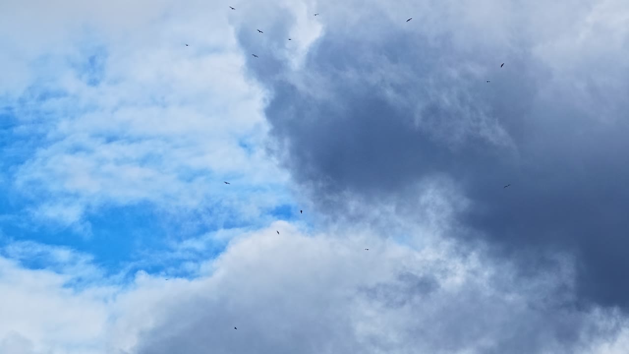Vultures circle high in the air via rising columns of warm air without needing to move their wings
