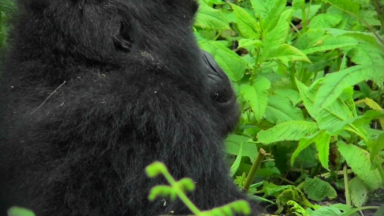 un gorila de montaña mira a su alrededor en la selva tropical ruandesa