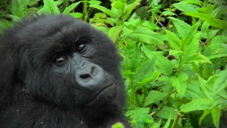 a mountain gorilla looks around in the rwandan rainforest